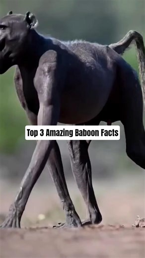 Top 3 Amazing Baboon Facts! 🐒😱 @top_thoughtss #baboon #monkey