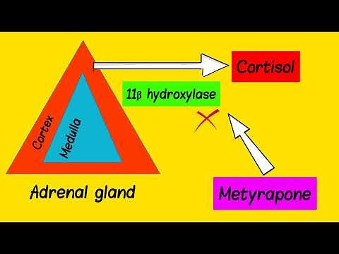 Metyrapone Mechanism Of Action | Under One Minute!