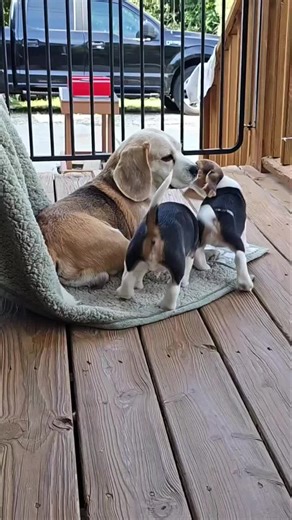 Lazy days, happy hearts! This sweet Beagle family is soaking up some well-deserved rest after playtime in the fresh air. With their little paws tucked in and noses snuggled close, it’s clear these pups know how to enjoy the simple joys of life. Nothing beats a peaceful nap under the trees with your best buddies! #BeagleFamily #PuppyNapTime #BeagleLove #OutdoorPuppies #DogLife