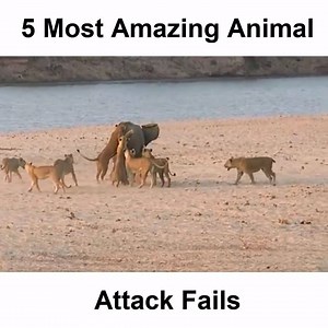 286K views · 2.5K reactions | when the prey fights back the predator #2 | Wild Animals TV | Facebook