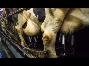 Raw Milk! What? and Why?