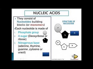 DNA CODE OF LIFE GRADE 12 LIFE SCIENCES THUNDEREDUC BY MSAIDI