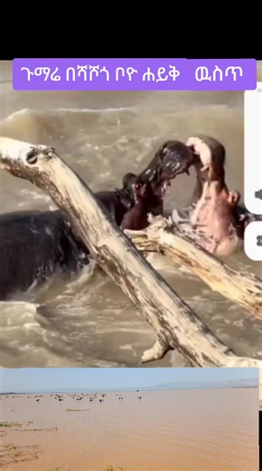 ጉማሬ ቦዮ ሀይቅ ዉስጥ #foryou #foryoupage #ethiopian_tik_tok🇪🇹🇪🇹🇪🇹🇪🇹ሀገሬ #hadiya #creatorsearchinsights