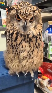 76K views · 6K reactions | Owl videos Baby owl video Cute owl video Pet owl video Owl playing Owl pet Funny owl Little owl Owl clips Owl lover #OwlVideos #BabyOwl #CuteOwl #PetOwl #FunnyOwl #OwlLover #BirdReels #AnimalVideos #WildlifeLovers #OwlsOfFacebook | Birds Owls | Facebook