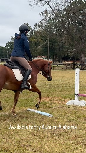 Available to try in Auburn Alabama! Sweet mare “Fergie” that was started western and has now been used in lessons here at the farm as she develops! Really sweet horse, easy keeper, eager to work! We’d love to find her a forever home with a sweet kid to grow with! She’s got the best personality and is a barn favorite!!!!! Can go any direction #equestrian #equine #horse #horsejumping #horses #athlete #sport #quarterhorse #mare #sale #aqha | Laurel Brook Farm