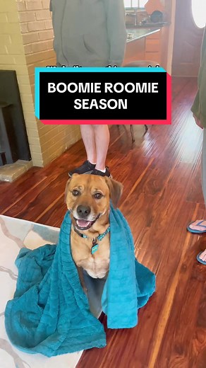 Helping Dogs Overcome Fear of Thunderstorms