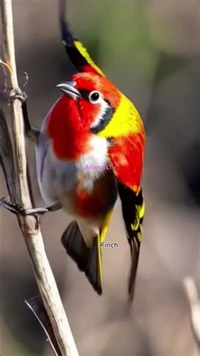 Beautiful Finch Singing in Nature! #original #birdsong #lionhunting #thebirdsonggroup