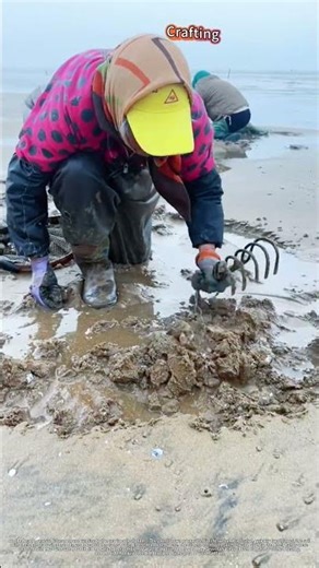 Fishermen Digging and Collecting Clams on the Beach