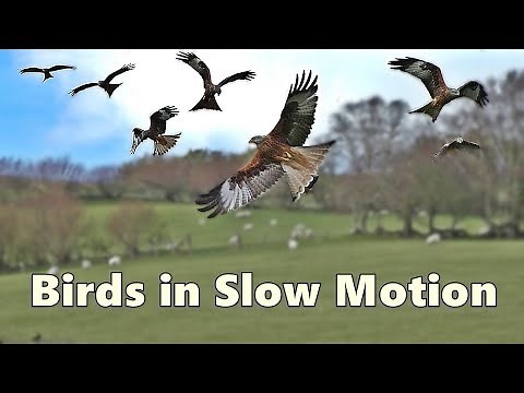 Slow Motion Birds - Amazing Birds Flying in Slow Motion