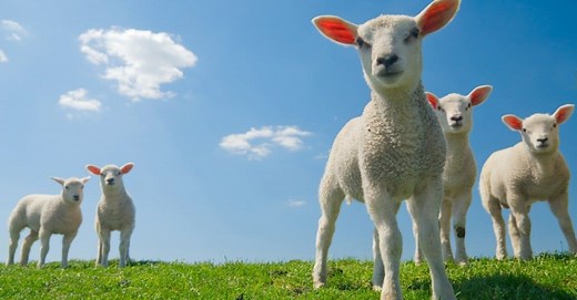 What Do Lambs Eat? Their Diet Explained