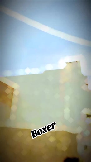 Understanding Boxer Breeds: Traits and Care