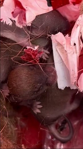 4 baby mice in a nest in honeysuckle cottage. #nature #mouse #mice #baby #wildlife #amazing #fyp