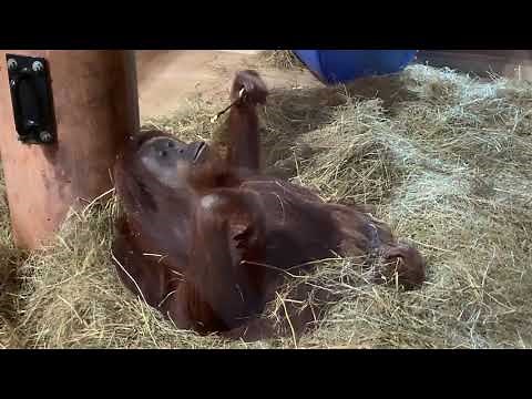 Life could be a dream - Monkey compilation