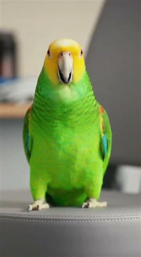 Funny Parrot Loves the Doctor 🤣 | Talking Parrot Romance #shorts #trending #viral
