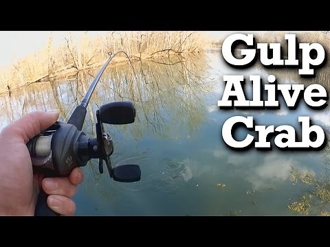 Trying Saltwater Gulp Alive Crab Scent in Freshwater - What did I catch???