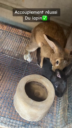 Luxe de Lapin : Accouplement Réussi