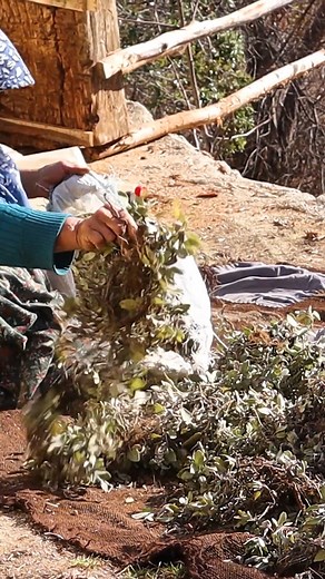 The nomadic life of villagers in the mountains #reels #village #villagelife #villagevlog #villagefood #villagepub #village #villagebeauty #villagecooking #villagediaries #villagelifestyle #villagelifechallenge #ittakesavillage #cook #cookie #cookies #cooking #cookieart #cookingtips #cookingathome #cookingwithlove #cookiedecorating #cookiesofinstagram #campfirecooking #mountainvillage #mountainchef #villagecooking #friedchicken | Outdoor Cooking