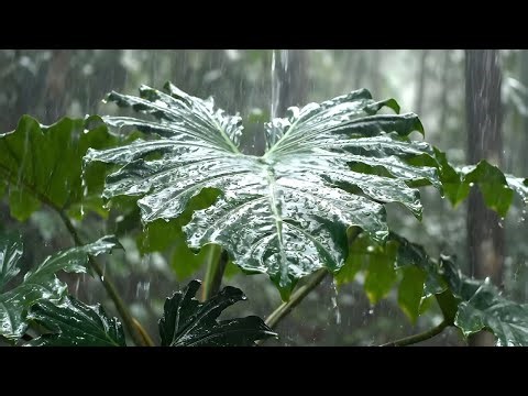 Rain Falling on Forest Leaves – 3 Hours of Deep Relaxation, Sleep & Stress Relief