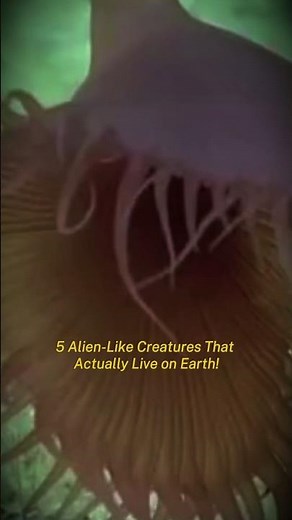 5 Alien-Like Creatures That Actually Live on Earth! – #4 Is Unbelievable‼️ #aliencreatures