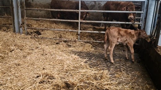 Spring calvings latest arrival. A Lovely Rallymou Pp bull calf bouncing around. Born Unaided in the night and got on with the job. Dam is Orlham Petal goes back to Tastevin Let's hope the calf is polled. 🤞 | Orlham Limousins