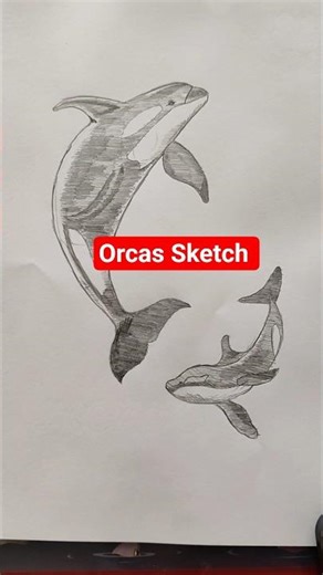 Orcas Sketch | Whale drawing easy | Quick Sketching