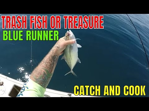TRASH FISH OR TREASURE.. BLUE RUNNER CATCH AND COOK