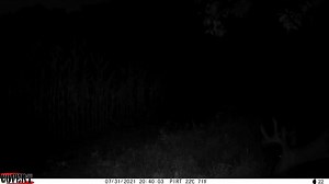 11 reactions · 4 comments | Do you prefer to get photos or video from your camera? | Covert Scouting Cameras | Facebook