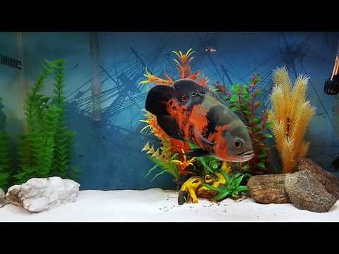 Tiger Oscar Cichlid | Growth Over Time