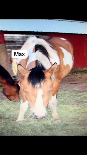 Meet My Horses: Discovering Petey and Friends