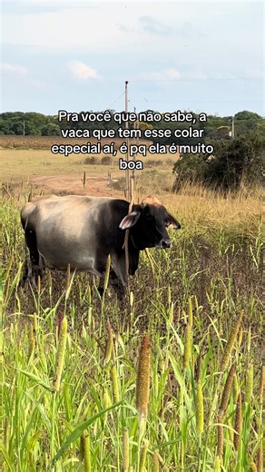 Vaca que tem esse colar é muito boa: entenda o significado