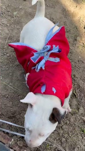 English bull terrier #dogsofinstagram #dogsoftiktok #dogsofyoutube #dogshorts #doglife #puppy #pets