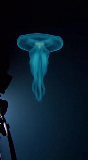 Weird alien jellyfish spotted #marinelife#jelly#fypシ゚viralシfypシ゚ | Pawmerica