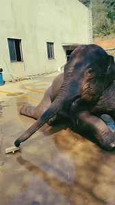 My big friend so clever #elephant #bathing | My Huge Pet