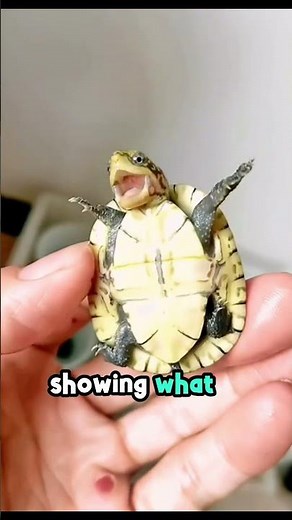 YOU'VE NEVER SEEN IT! SEE NOW WHAT A TURTLE LOOKS LIKE WITHOUT ITS SHELL! 😯🐢