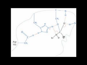 Chymotrypsin Mechanism