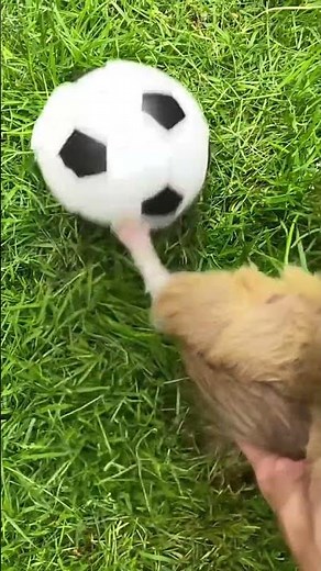 Guinea Pigs Olympics🎖🏅🥉😆😃😁😀🤣