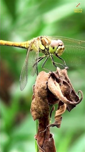 This tiny insect can fly like a helicopter… and hunt like a sniper. #wildlife #insects #facts