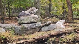 The pack is howling for wolf awareness week!!! | Lakota Wolf Preserve