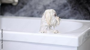 Cute wet white Maltese dog is bathing in the bathroom. Puppy in a beauty salon for dogs on grooming procedures.