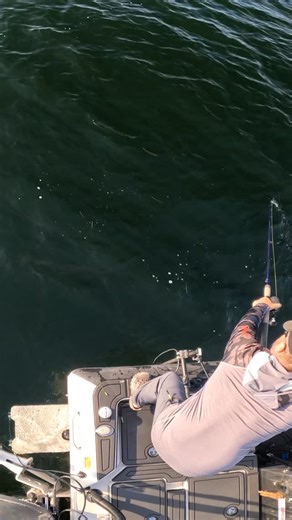 135 reactions · 5 comments | THE RINGER! Our New Bait For 2026! Totally unique and seriously CRUSHED fish this past season! Featuring a Free Floating “Ringer” Sleeve on the shaft of the bait, Stagger Colorado Blades, and(of course) our Custom One Piece Clevis! Now available on our Website! Coming to Retailers in March #muskyfishing #muskylures #newbait | MuskyFrenzy Lures | Facebook