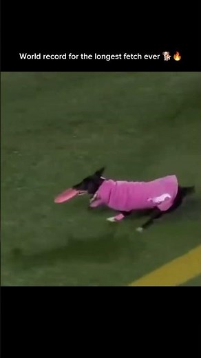 World record for the longest fetch ever 🐕🔥