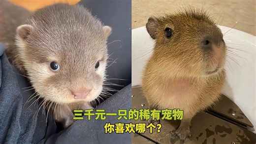 这些三千元一只的稀有宠物，你喜欢哪个？