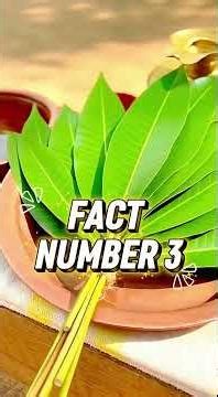 Mangoes and Their Deep Roots in History and Culture #garden #facts #mango #fruit #farming #shorts