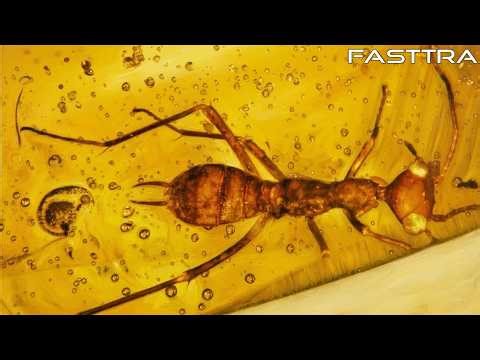 Strange Prehistoric Creatures Found Trapped In Amber - Part 3