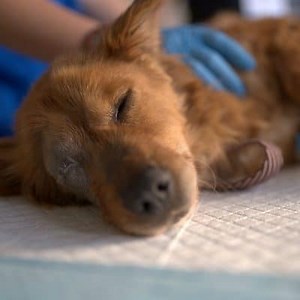 Gastroenteritis in Dogs, How to Manage it at Home? ▷➡️ Postposm