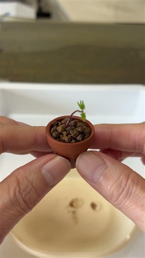 #️⃣紅葉#️⃣ミニ盆栽