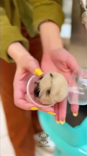 #Pug vending machine 🐶🥤