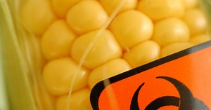 OGM : le scandale révélé