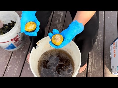 How to Preserve Walnuts from Husking to Eating Part 1: Getting Ready For Drying