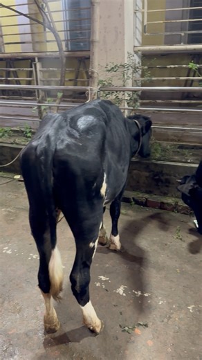 Moju Vaiar chollishar program er jonno ana total 9ta goru #foryou #shorts #trending #viralshort | Virtual Gorur Haat